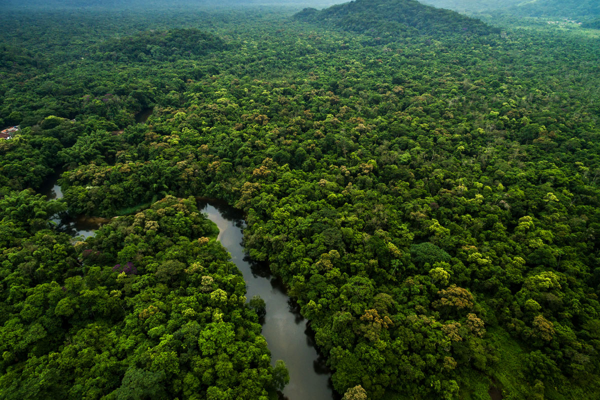 Rainforest Rainforest